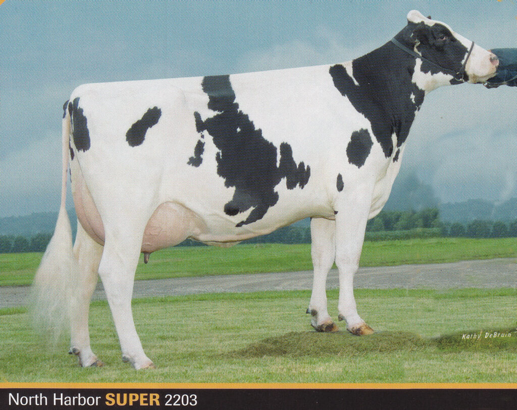 Charlesdale SUPERSTITION