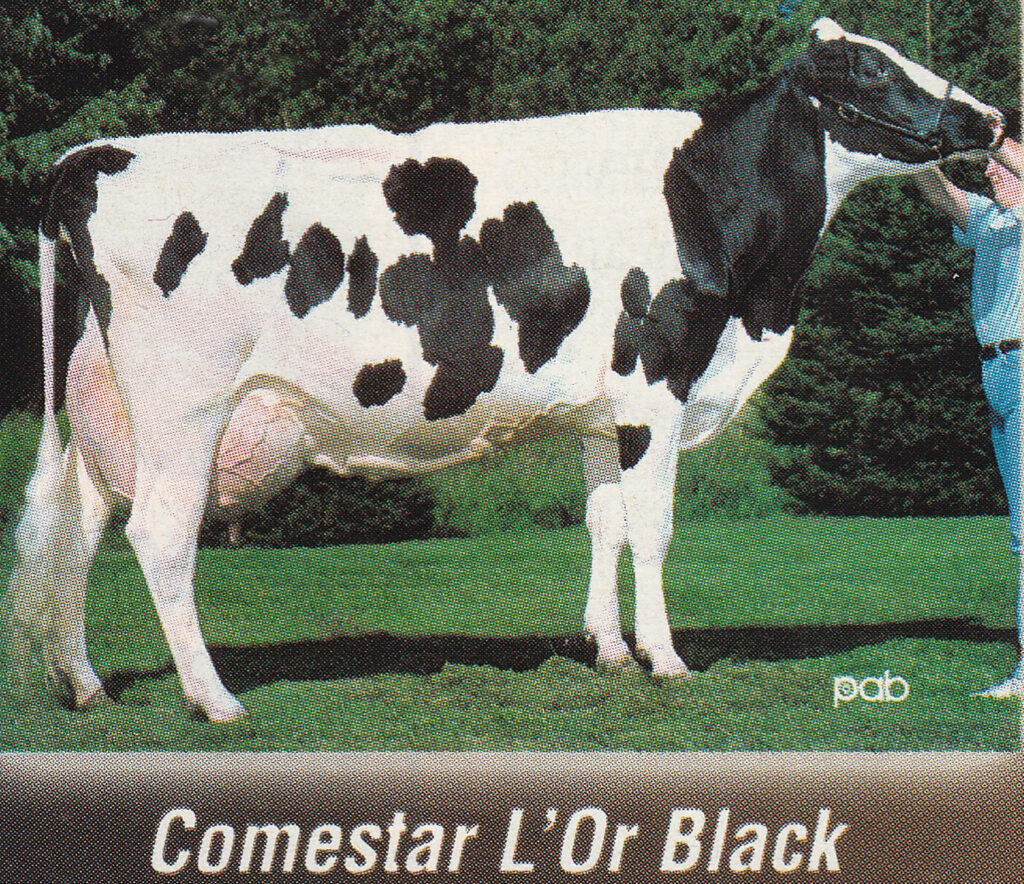 Comestar L Or Black