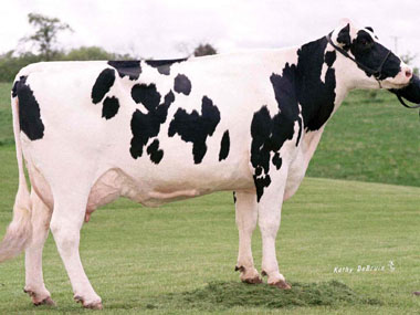 Meier-Meadows El JEZEBEL