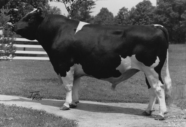 Roybrook TELSTAR