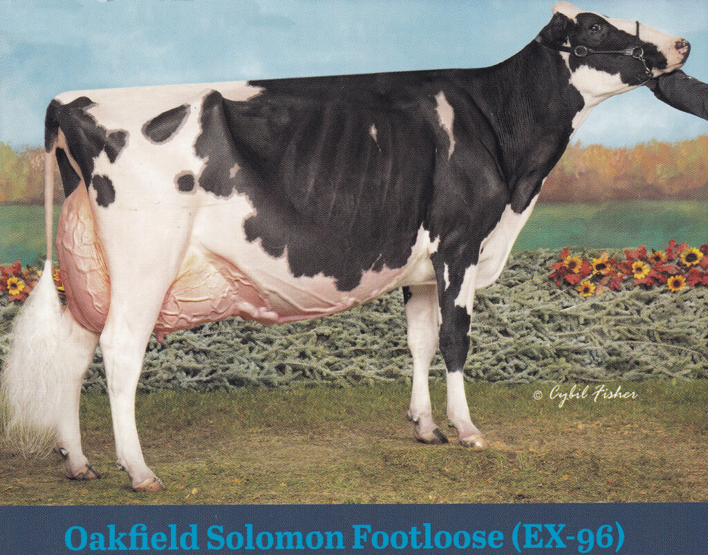 Walnutlawn SOLOMON